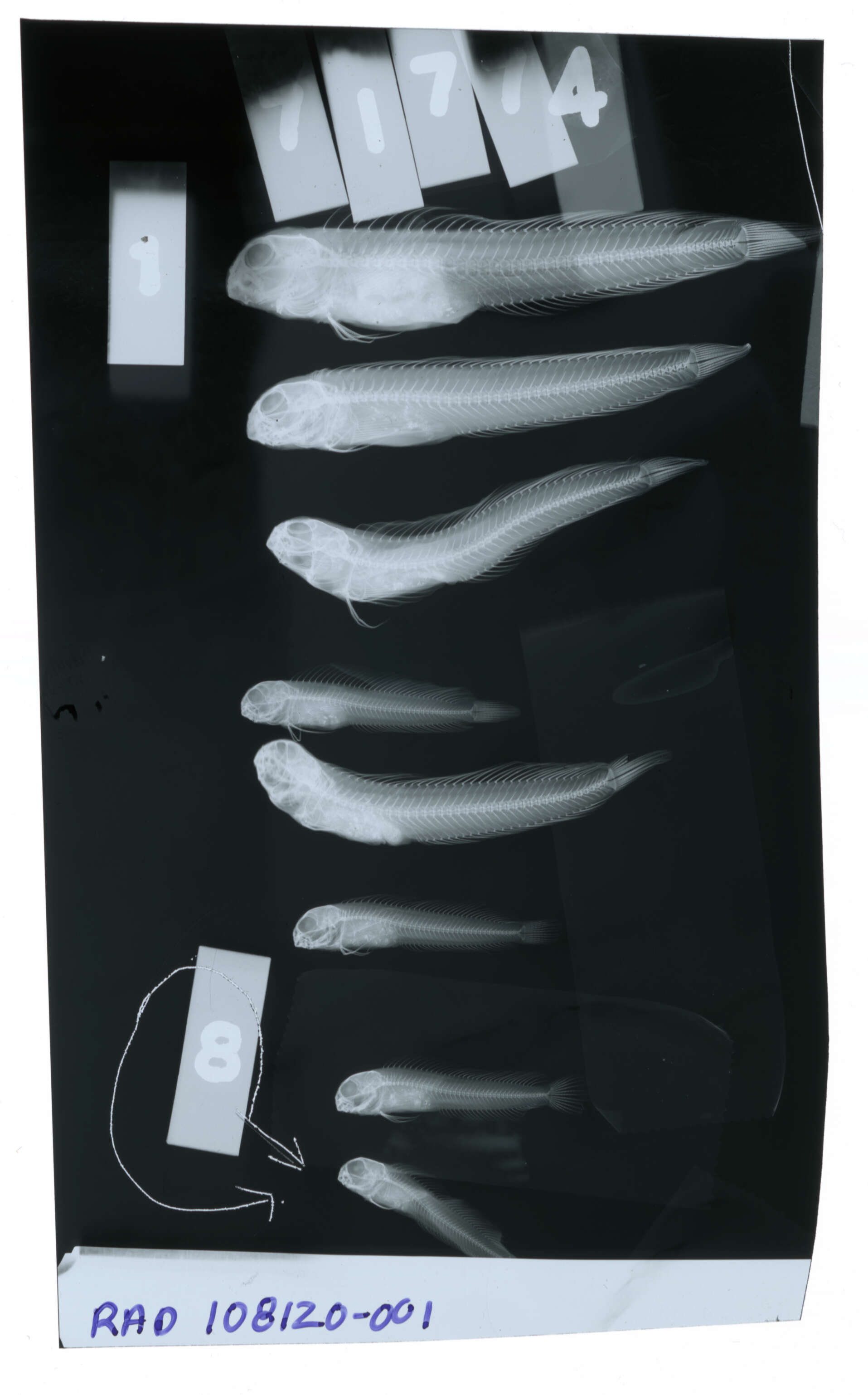 Image of Omobranchus elegans (Steindachner 1876)