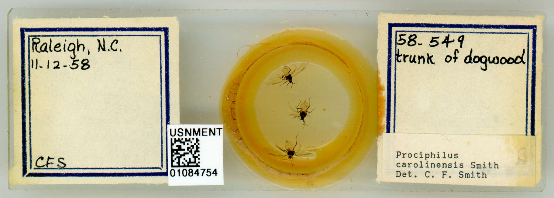 Image of Prociphilus (Prociphilus) carolinensis Smith & C. F. 1969