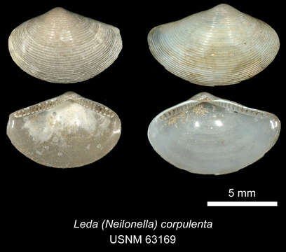 Image of Neilonella corpulenta (Dall 1881)