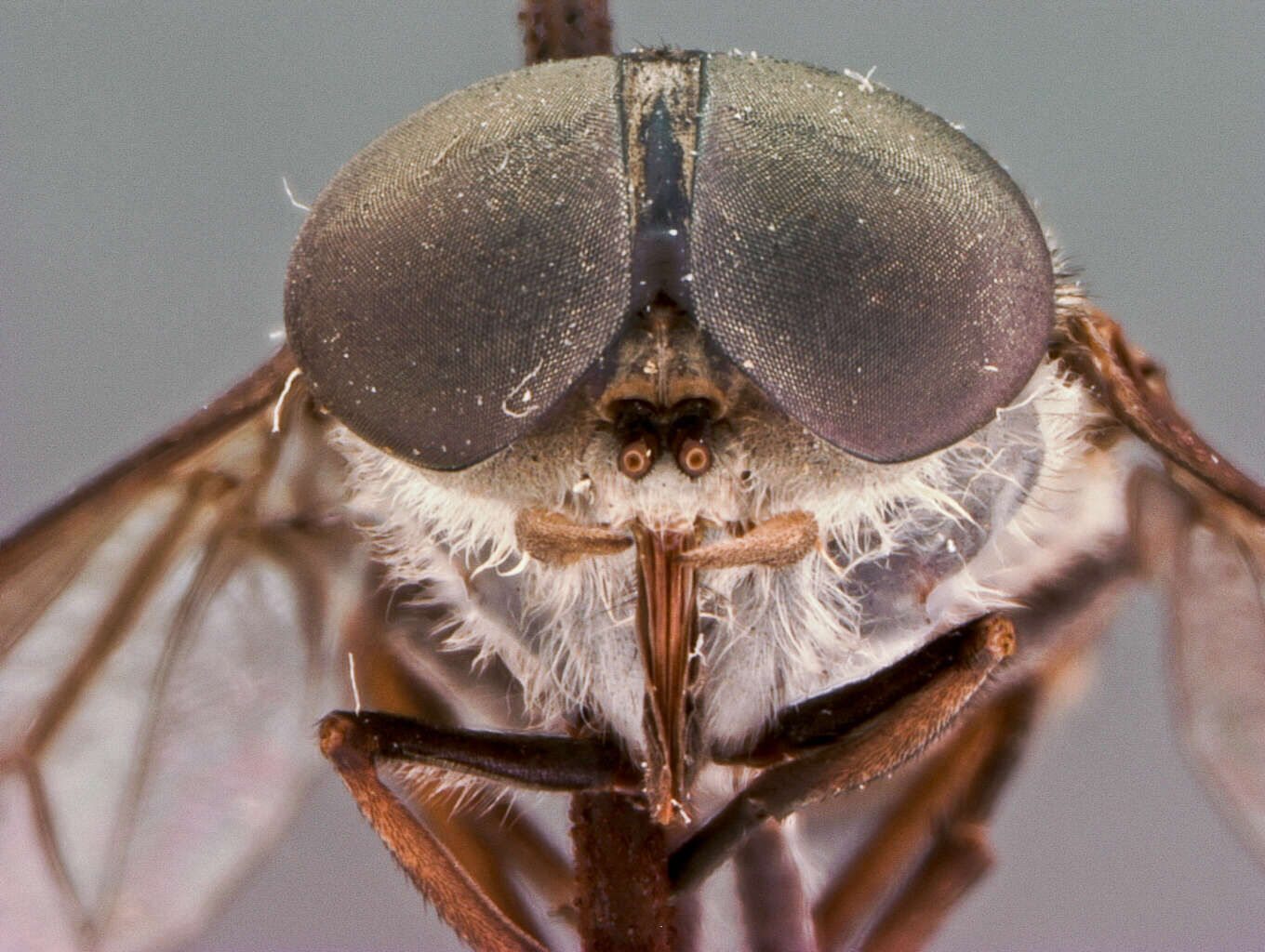 Image de Tabanus samarensis Philip 1959