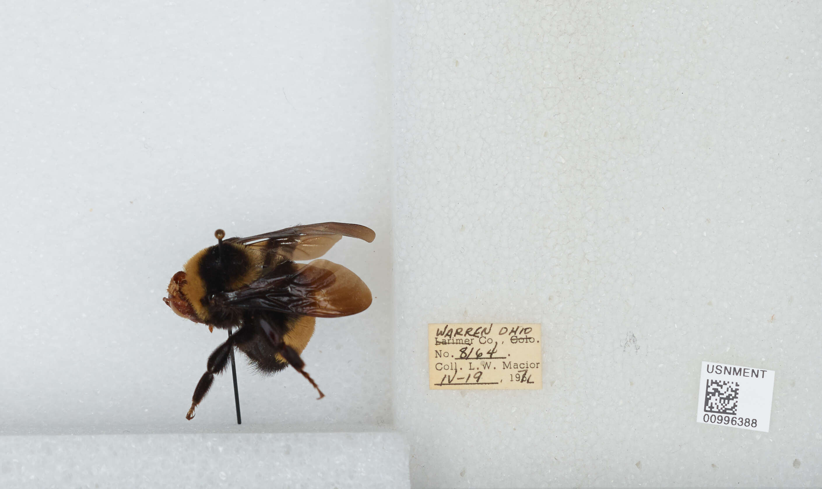 Bombus auricomus (Robertson 1903) resmi