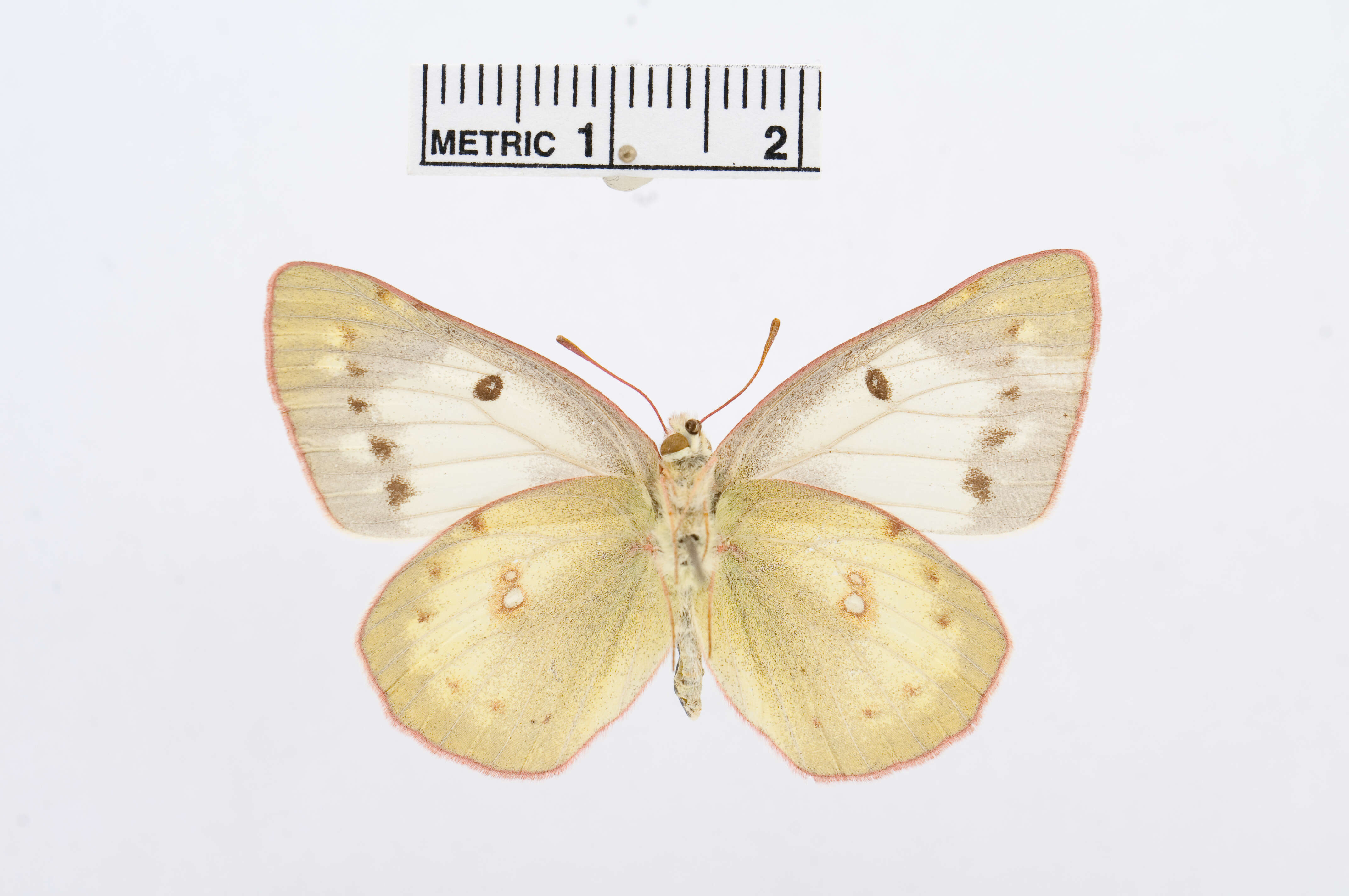 Image of Colias electo (Linnaeus 1763)