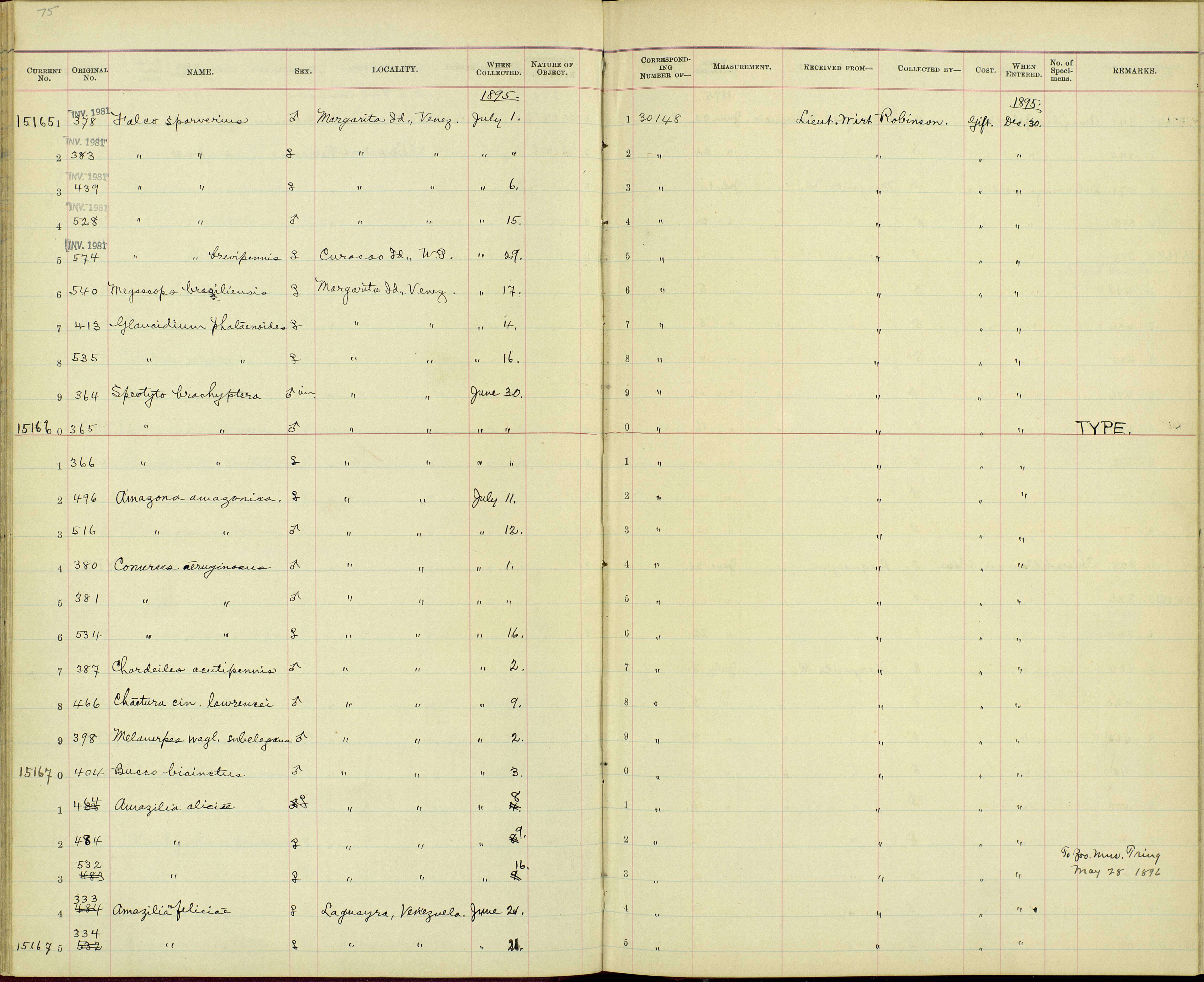 Image de Amazilia tobaci aliciae Richmond 1895