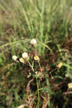 Image of stemless ironweed