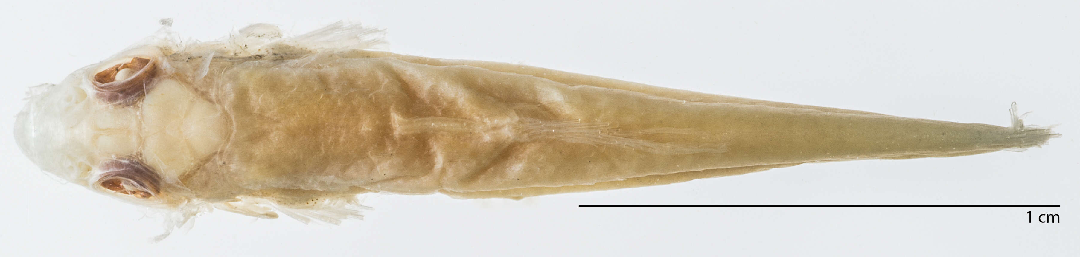 Image of Homaloptera lineata Smith 1945