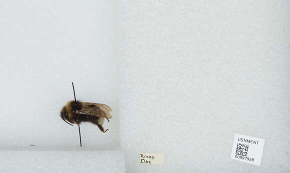 Image of Ashton's Cuckoo Bumblebee