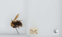 Image de Bombus insularis (Smith 1861)