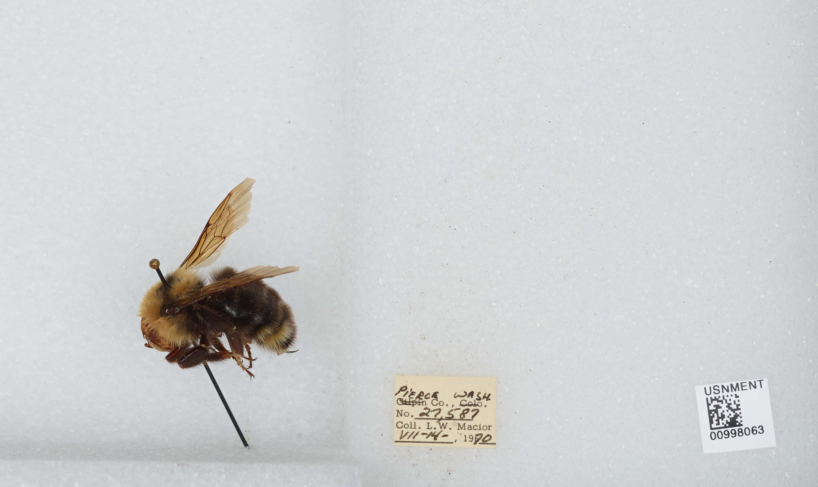 Image de Bombus insularis (Smith 1861)