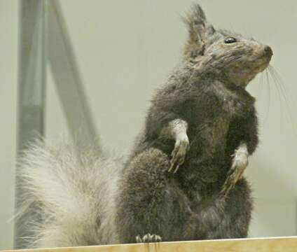 Image of Kaibab squirrel