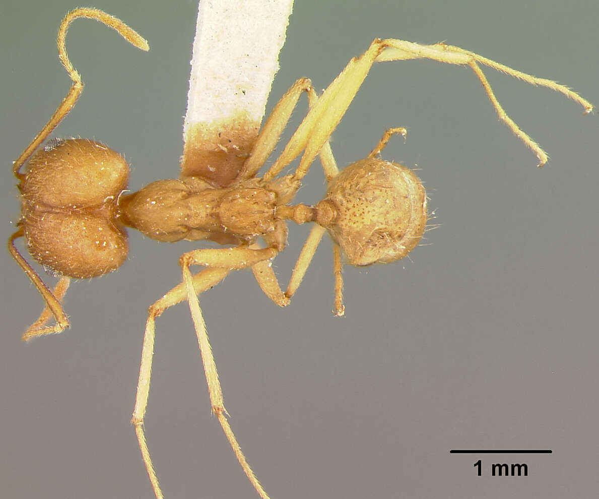 صورة Pheidole susannae Forel 1886