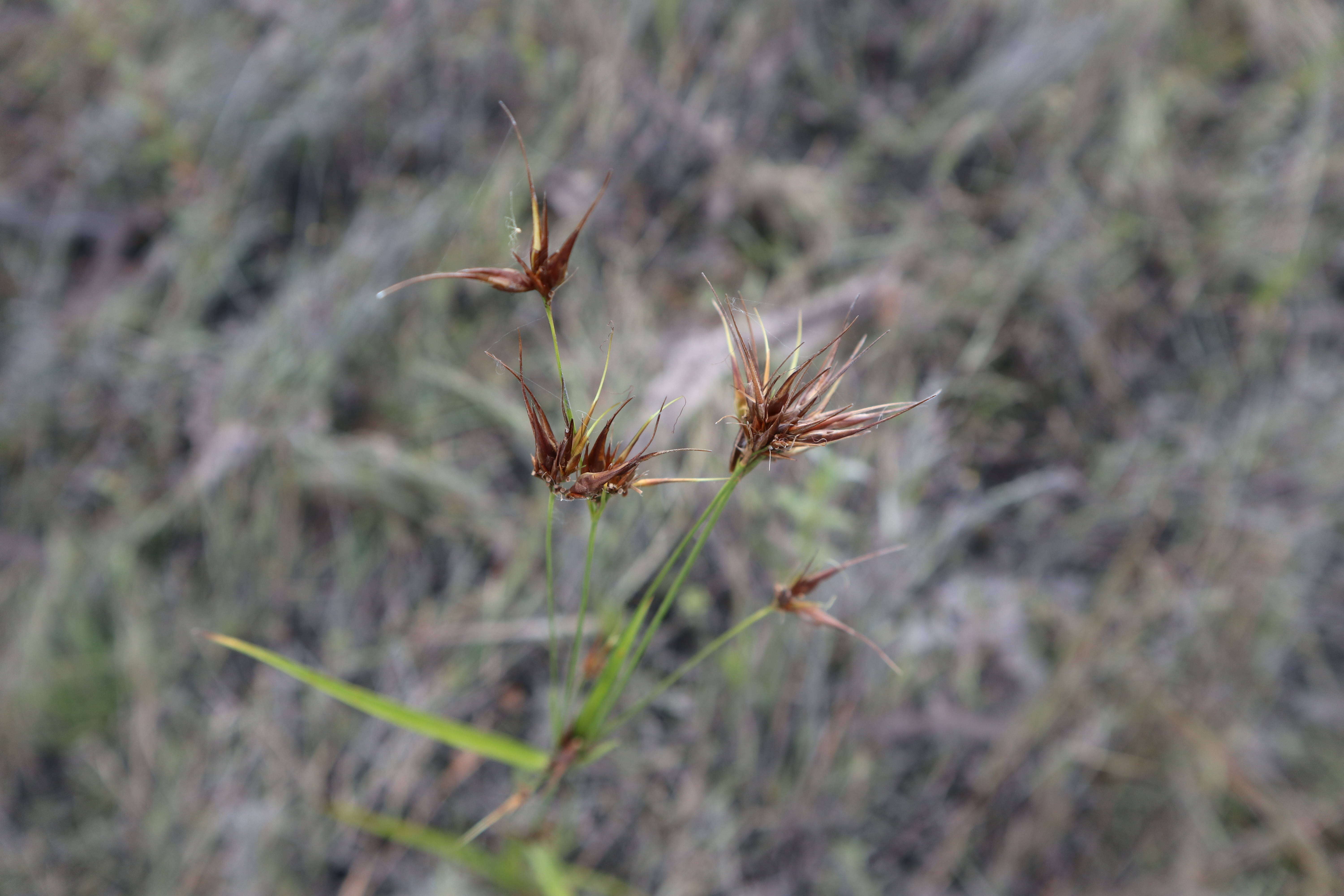 Image of tall horned beaksedge