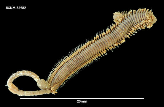 Austrophyllum charcoti (Gravier 1911)的圖片