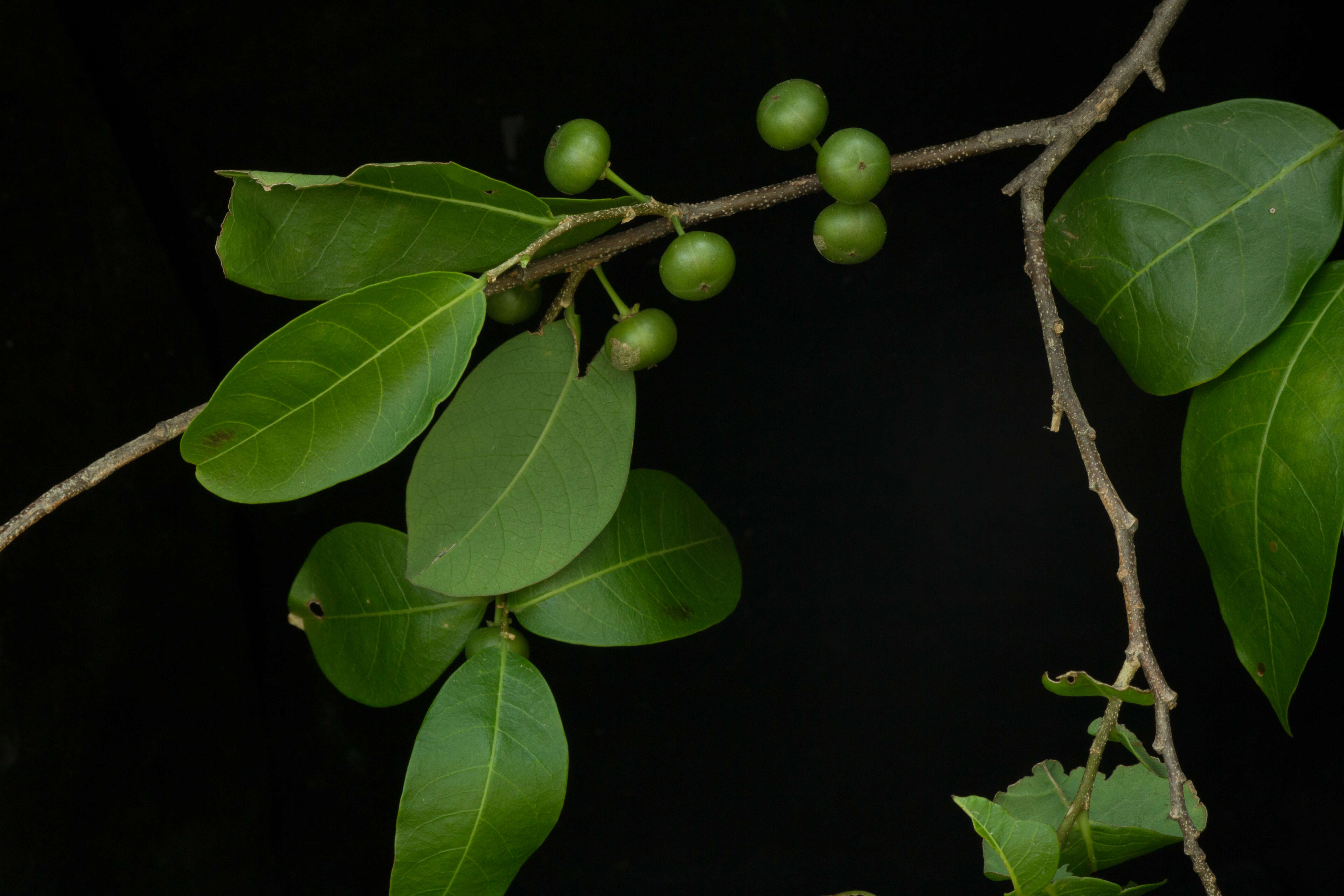 Image of bastard hogberry