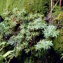 Image of Wailua River yellow loosestrife