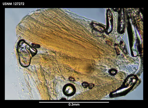 Thaumatoconcha radiata Kornicker & Sohn 1976 resmi