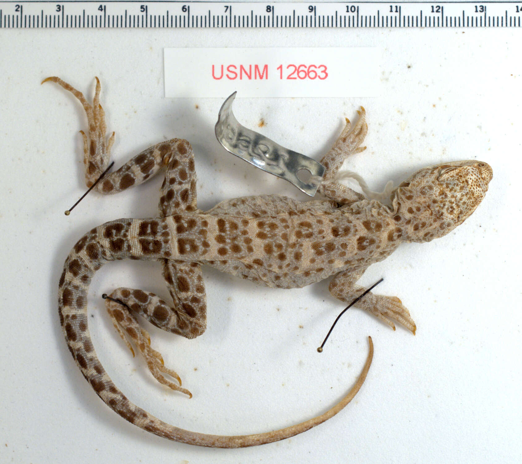 Image of Cope's leopard lizard