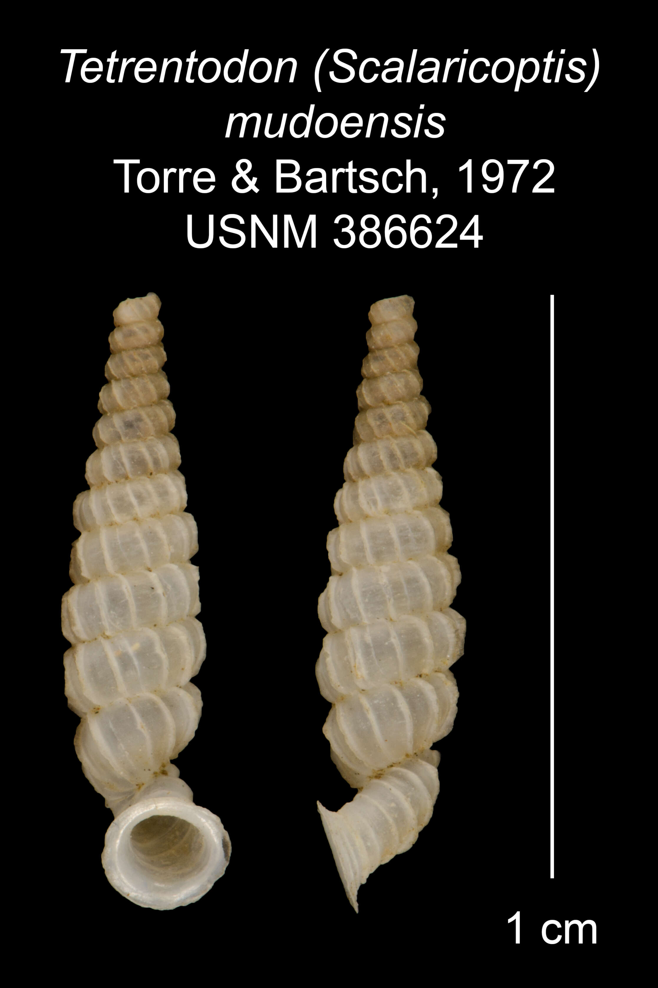 Sivun Tetrentodon mudoensis C. de la Torre & Bartsch 1972 kuva