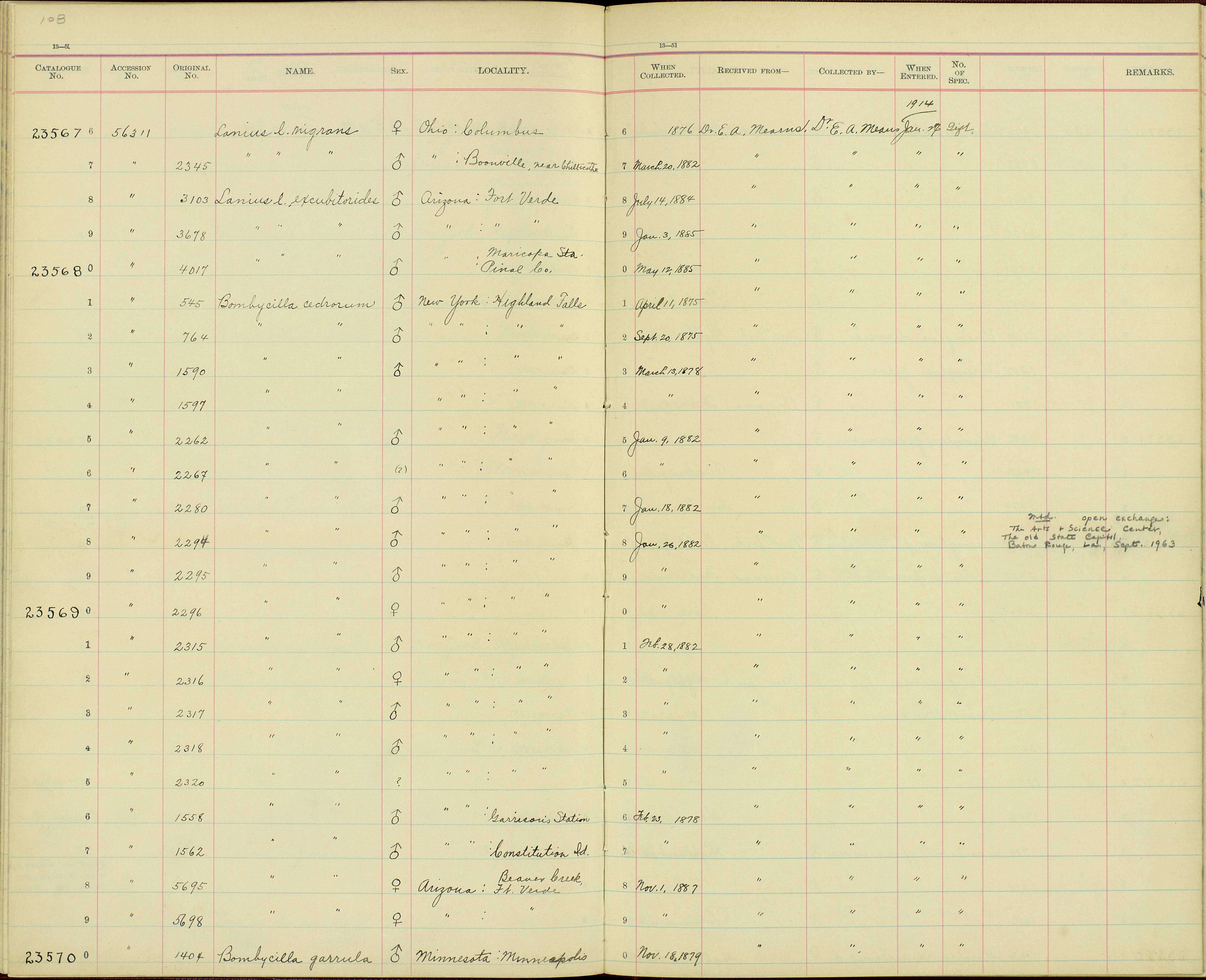 Слика од Lanius ludovicianus migrans Palmer & W 1898