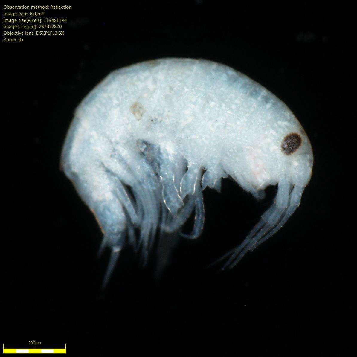 Image of Amphipoda