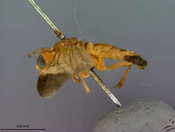 Image of Tenthredo fuscoterminata