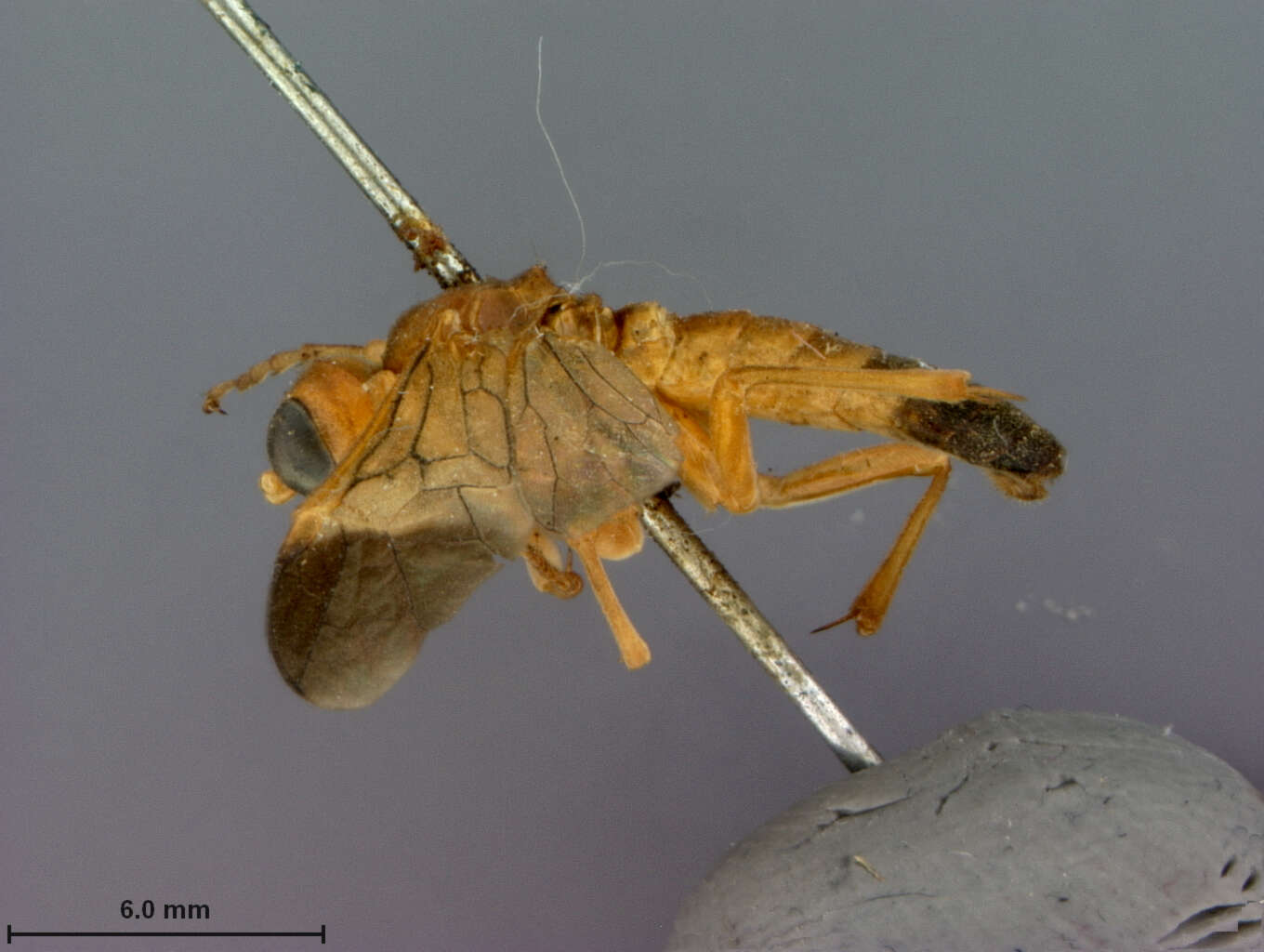 Image of Tenthredo fuscoterminata