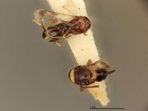 Sivun Coccophagus oculatipennis (Girault 1916) kuva