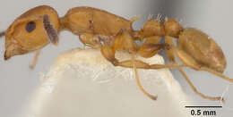 Image of Leptothorax Mayr 1855