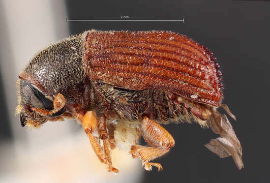 Image of Phloeosinus squamosus Schedl 1942