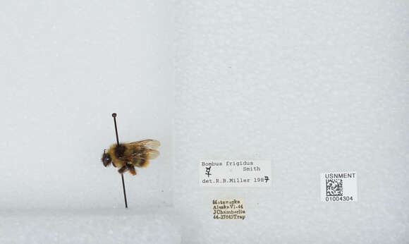 Image of Frigid Bumble Bee