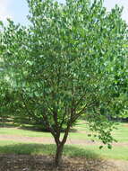 Слика од Cercis canadensis L.