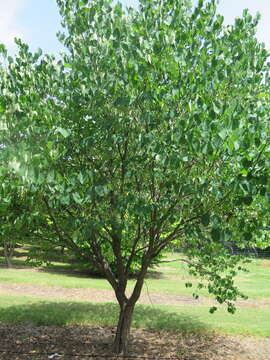 Image of eastern redbud