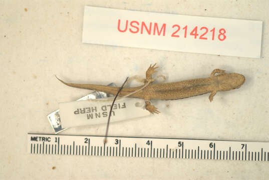 Image of Santeetlah Dusky Salamander