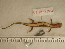 Image of Coeur d'Alene Salamander