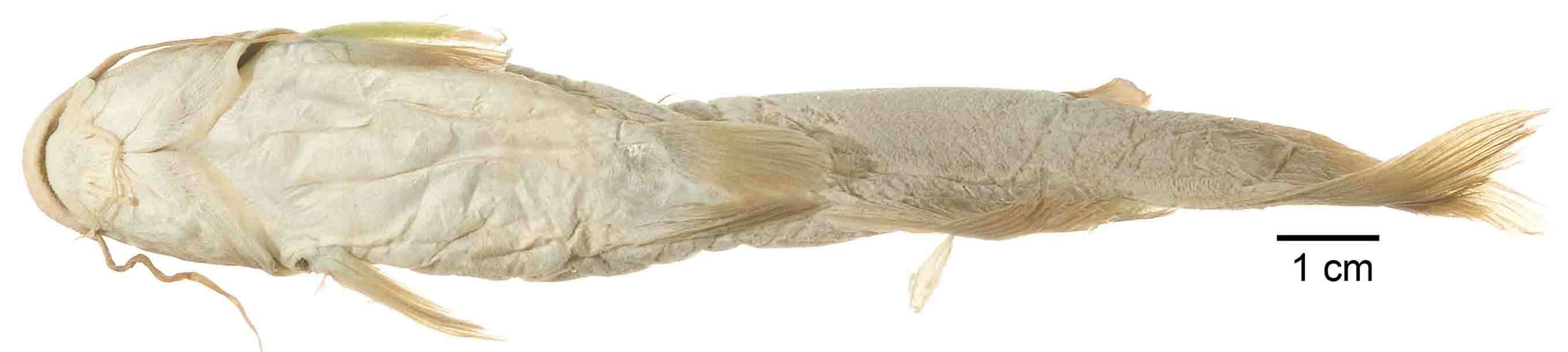 Image of Pimelodus vulpes Girard