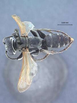 Image of Crabronid wasp