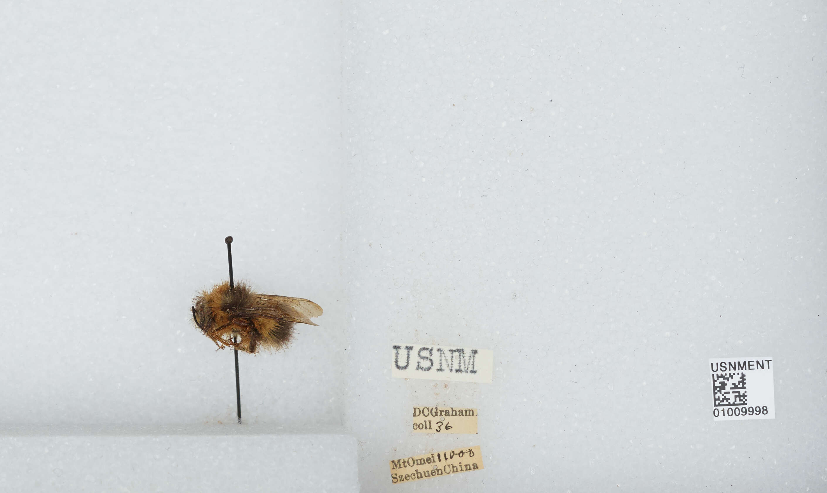 Image of Bombus haematurus Kriechbaumer 1870