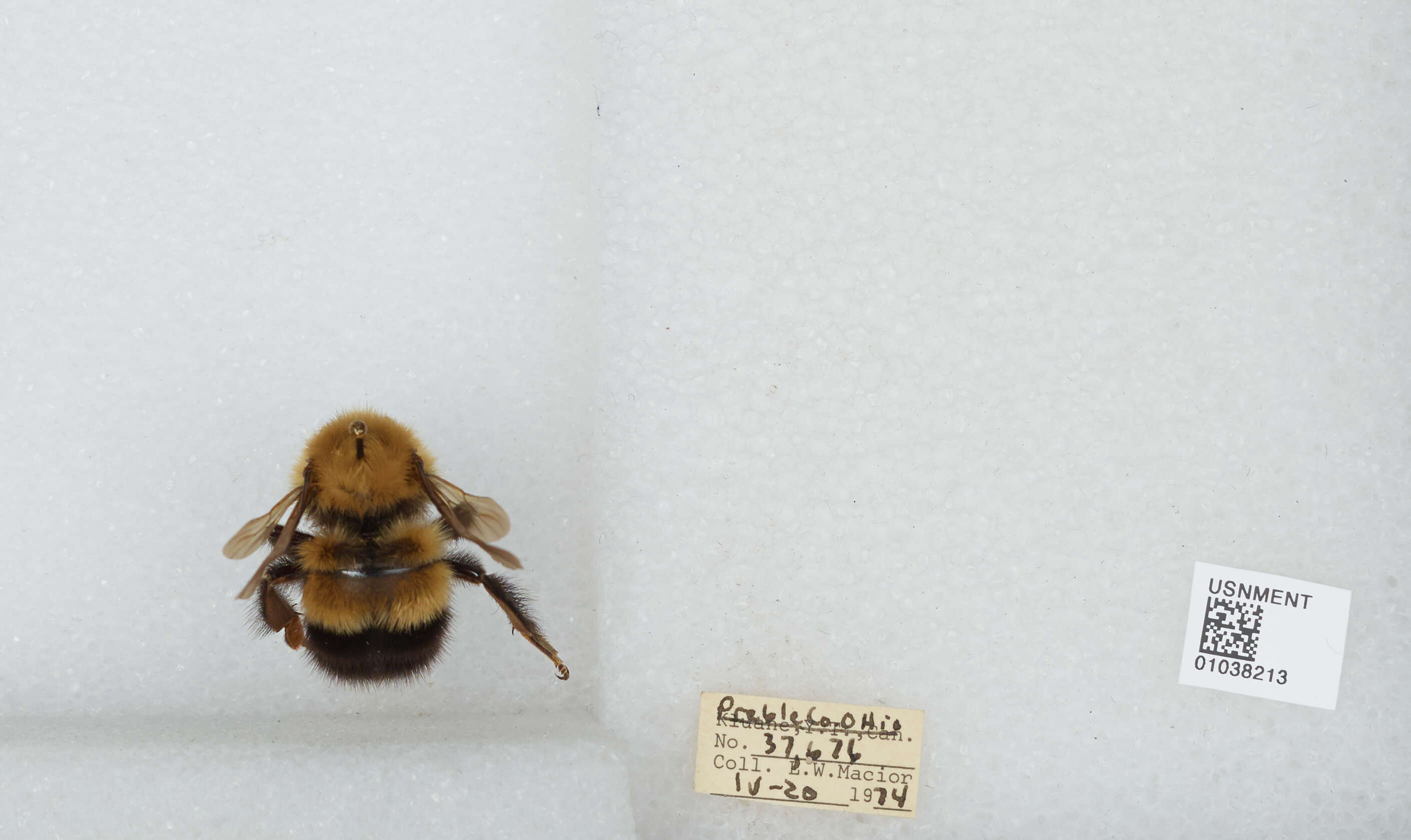 Image of Confusing Bumblebee