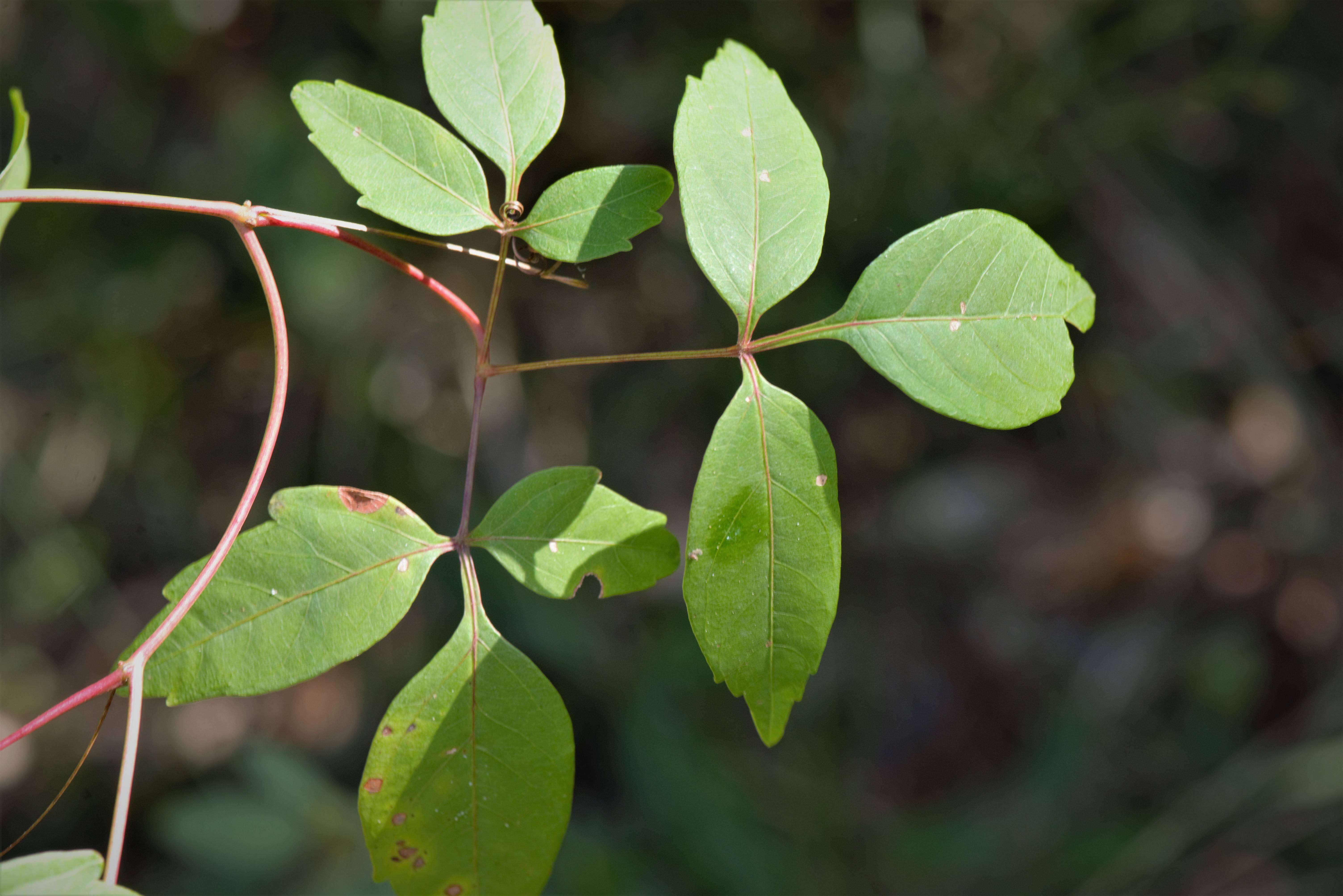 Image of Serjania reticulata Cambess.