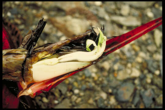 Image of Heliconia foreroi Abalo & G. Morales