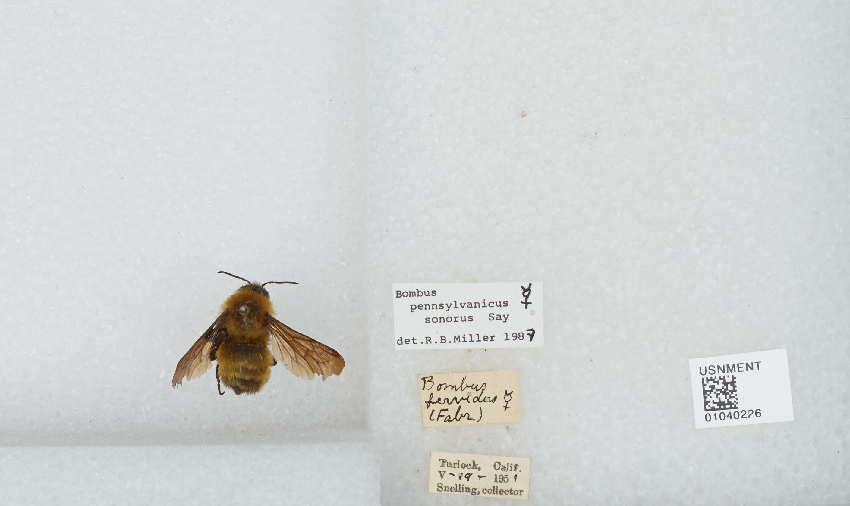 Image of Sonoran Bumble Bee