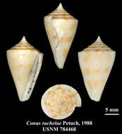 Image of Conasprella rachelae (Petuch 1988)