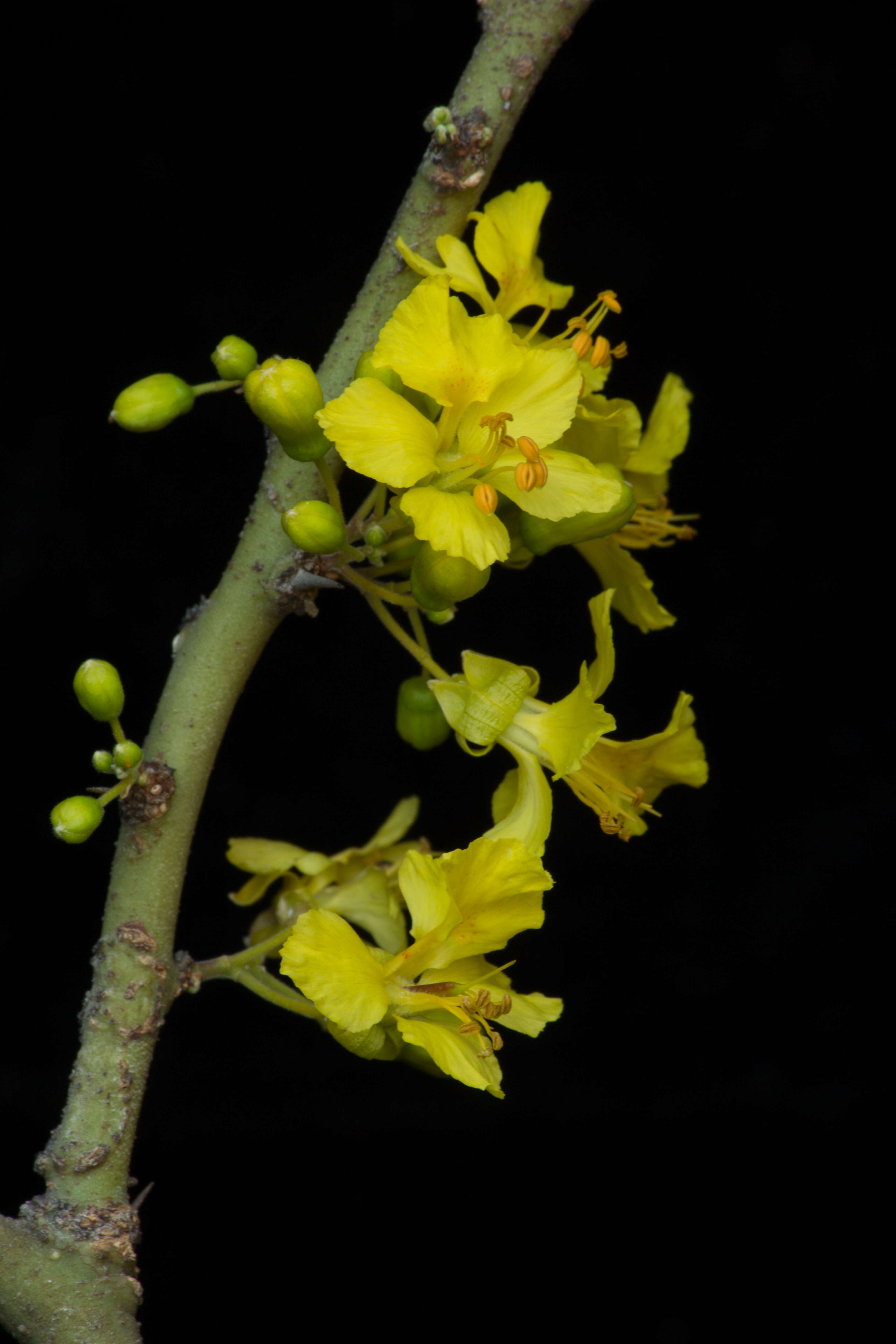 Image of Parkinsonia praecox (Ruiz & Pav.) Hawkins