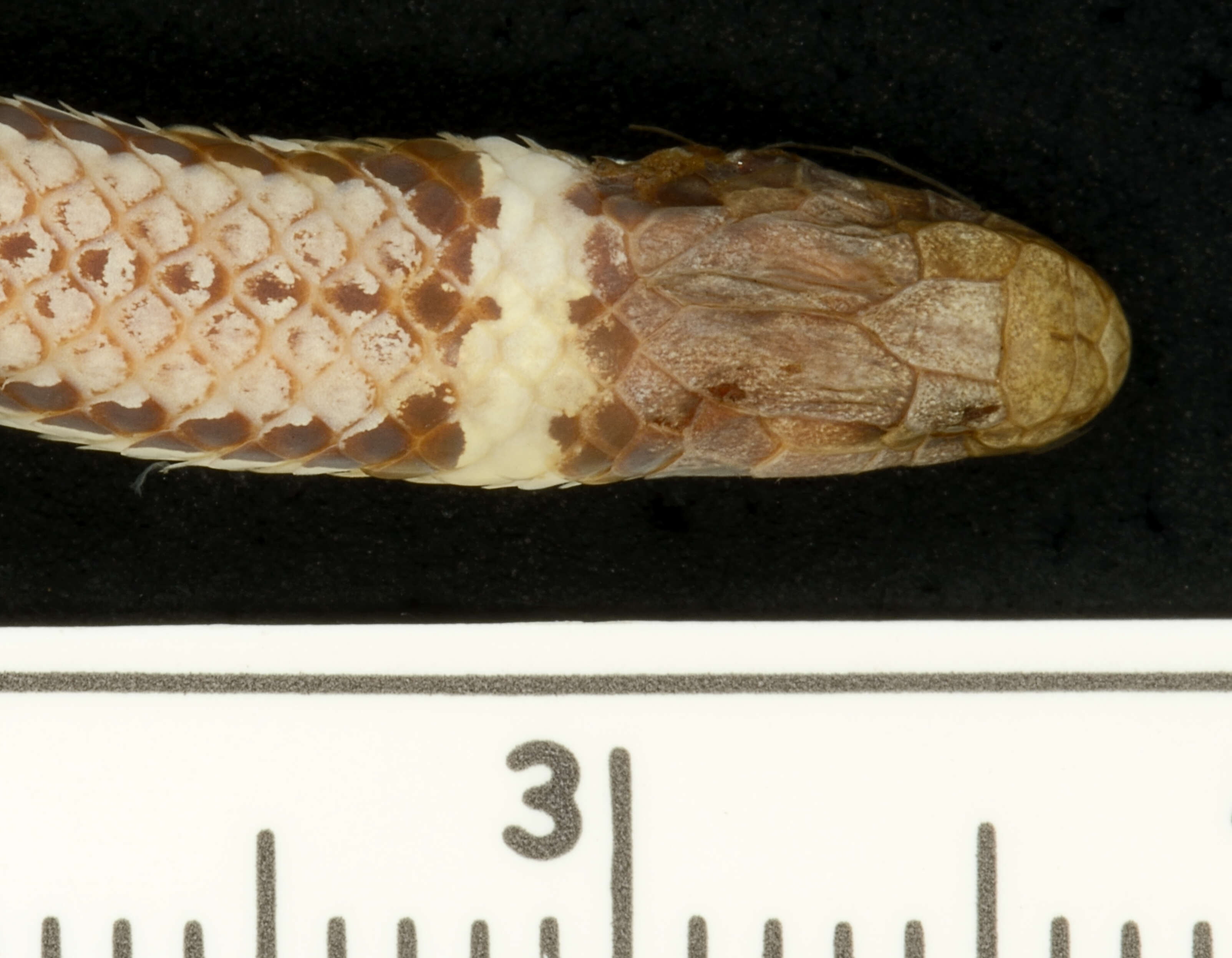 Image of Phalotris bilineatus (A. M. C. Duméril, Bibron & A. H. A. Duméril 1854)