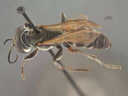 Image of Crabronid wasp