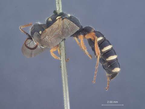 Image of Cerceris quinquefasciata (Rossi 1792)