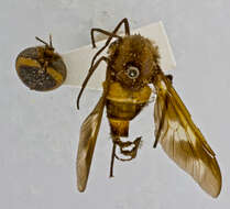 صورة Gastroxides atricincta Schuurmans-Stekhoven