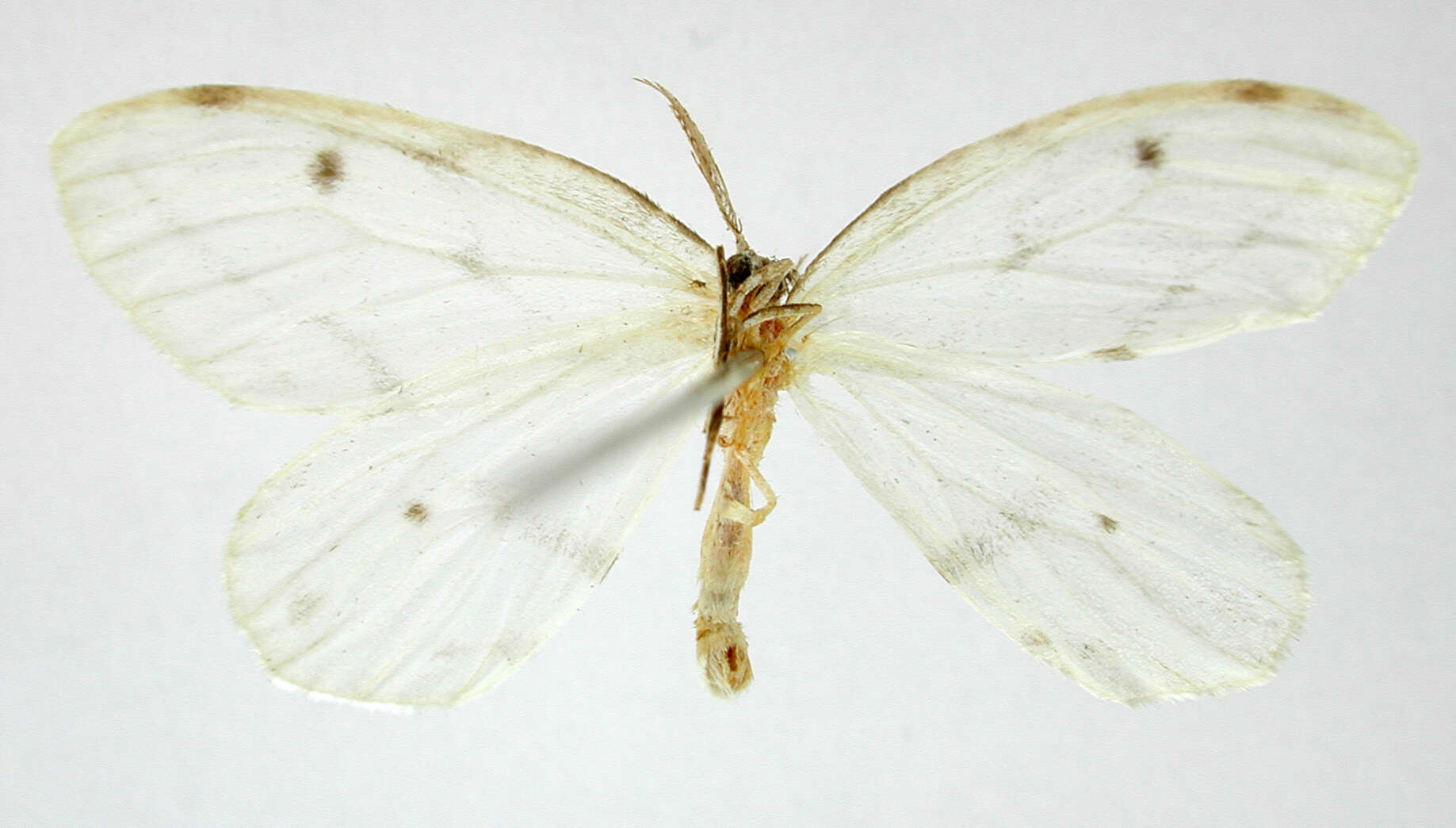 Image of Leucula cachiaria Schaus 1912