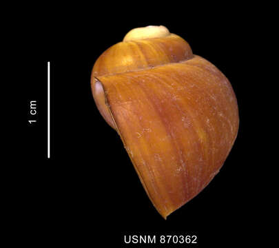 Image of Amauropsis aureolutea (Strebel 1908)