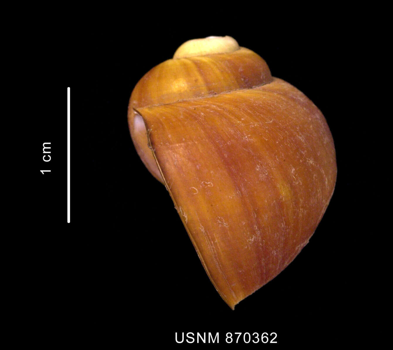 Image of Amauropsis aureolutea (Strebel 1908)