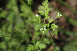 Chaerophyllum tainturieri Hook. & Arn. resmi